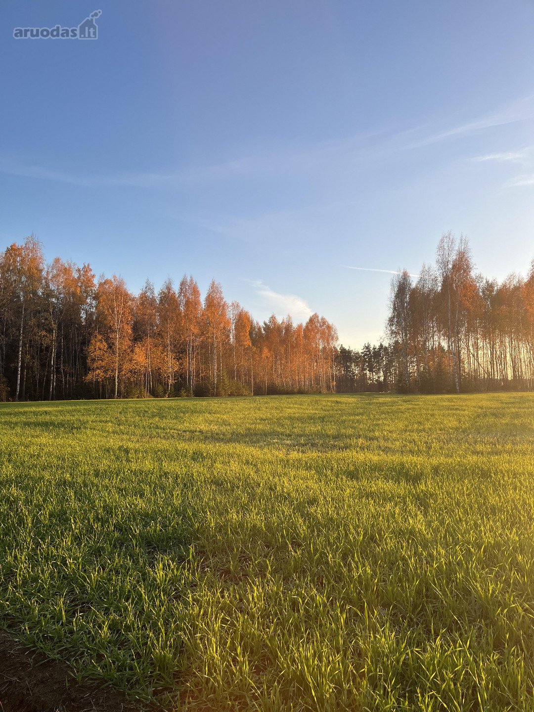 Parduodami du besiribojantus 19,62 ha žemės