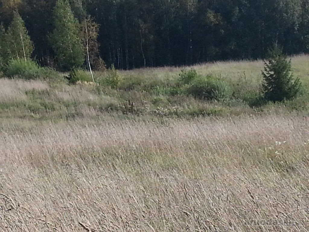 Parduodamas 95 arų žemės ūkio paskirties