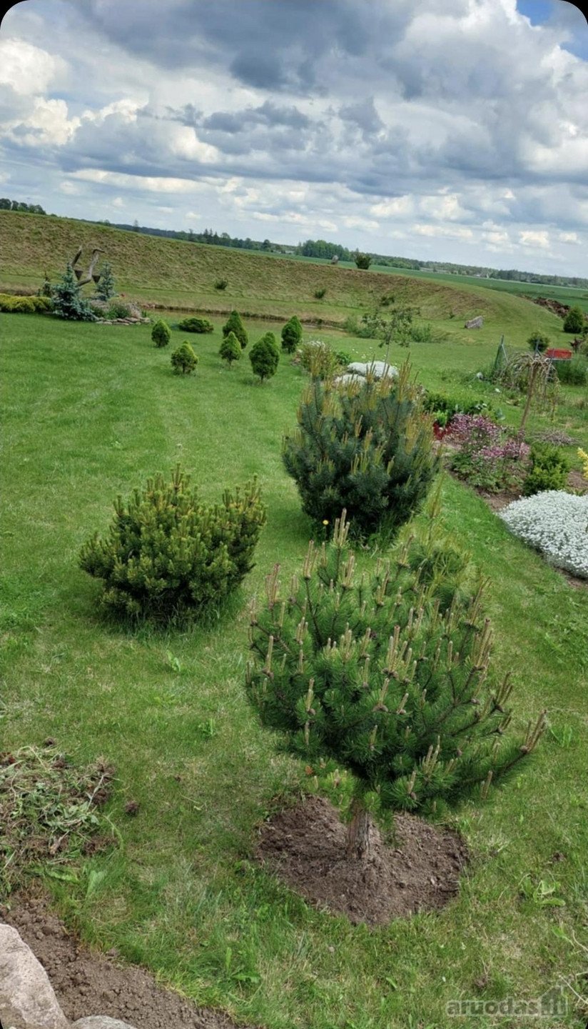 Parduodamas 96 arų išpuoselėtas žemės sklypas