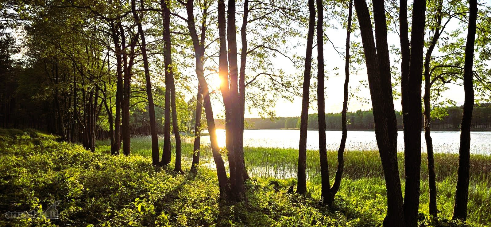Du sklypai pušyne: 67 arų ir 65 arų, keli