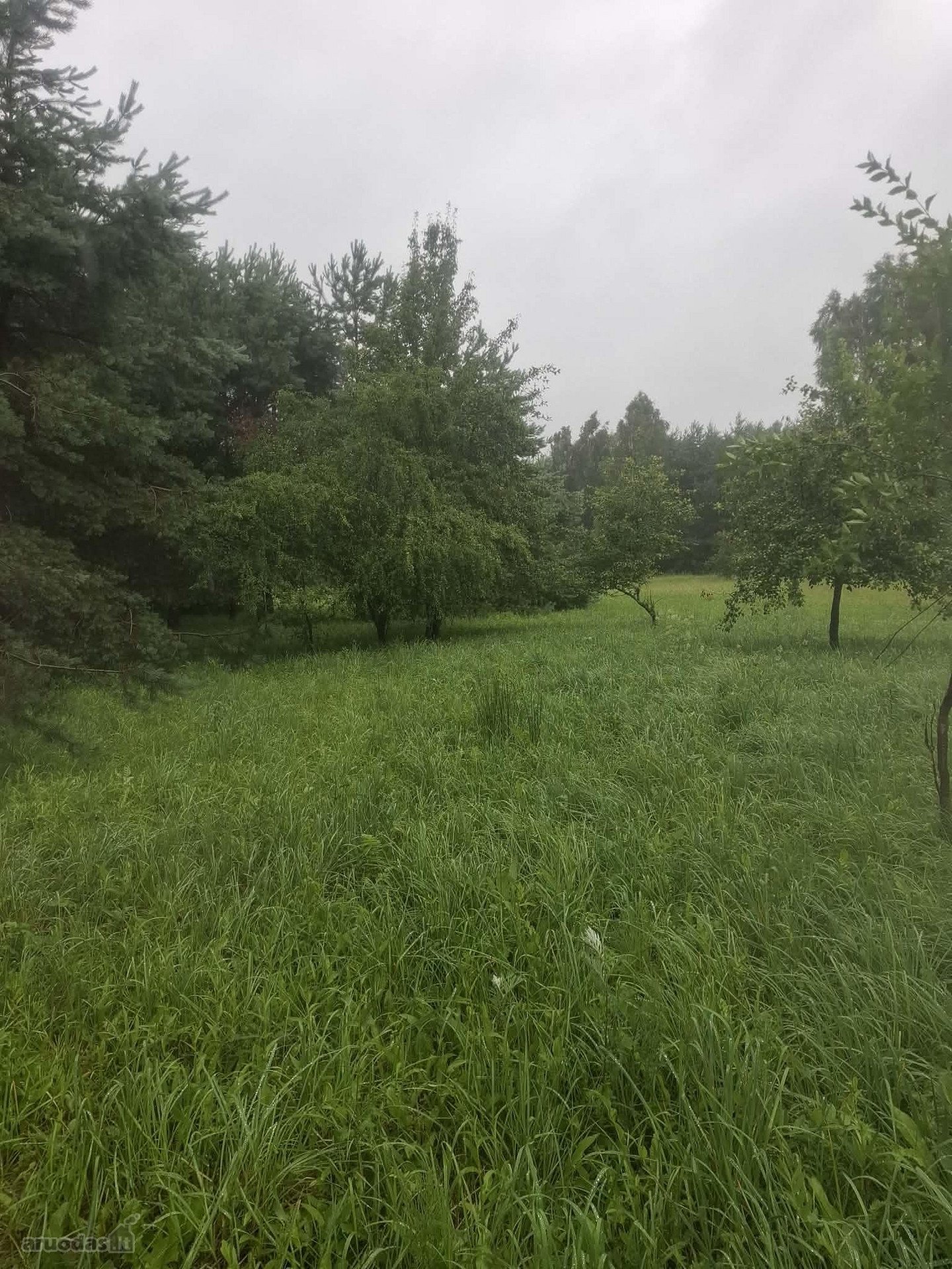 Pušyno Apsuptyje – Sklypas Netoli Birštono 