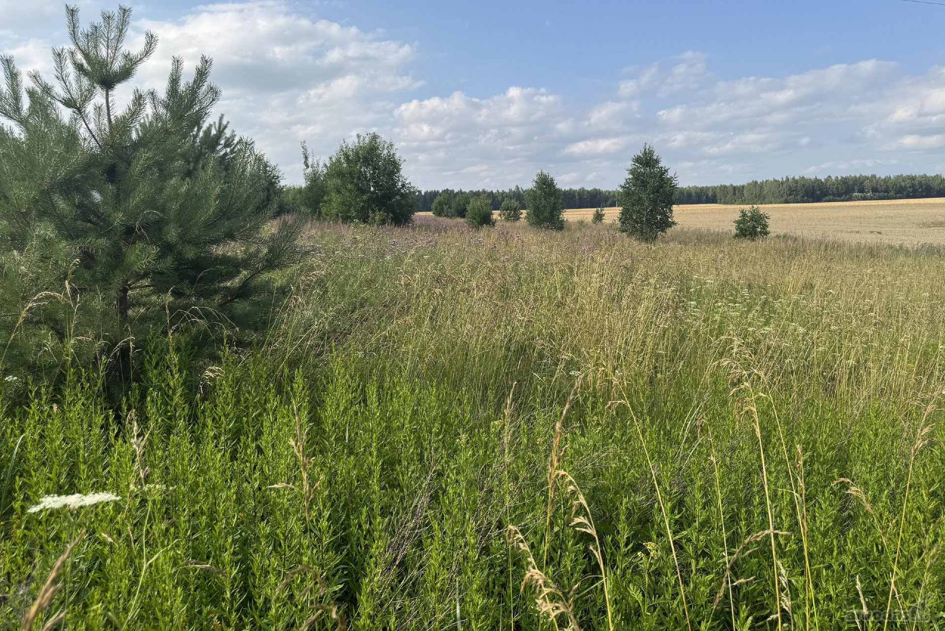 Parduodami 16 arų ir 15 arų žemės sklypai