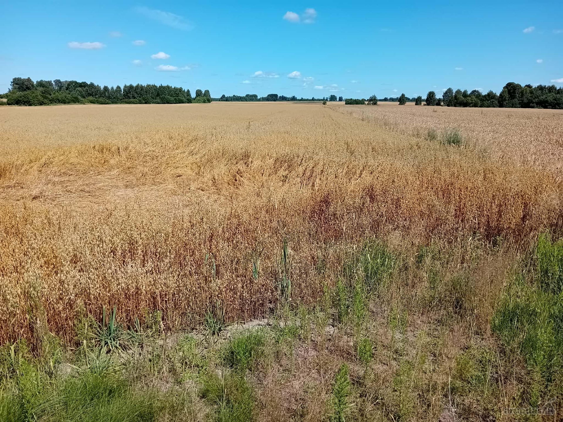 Širvintų r. sav., Daubariškio k.