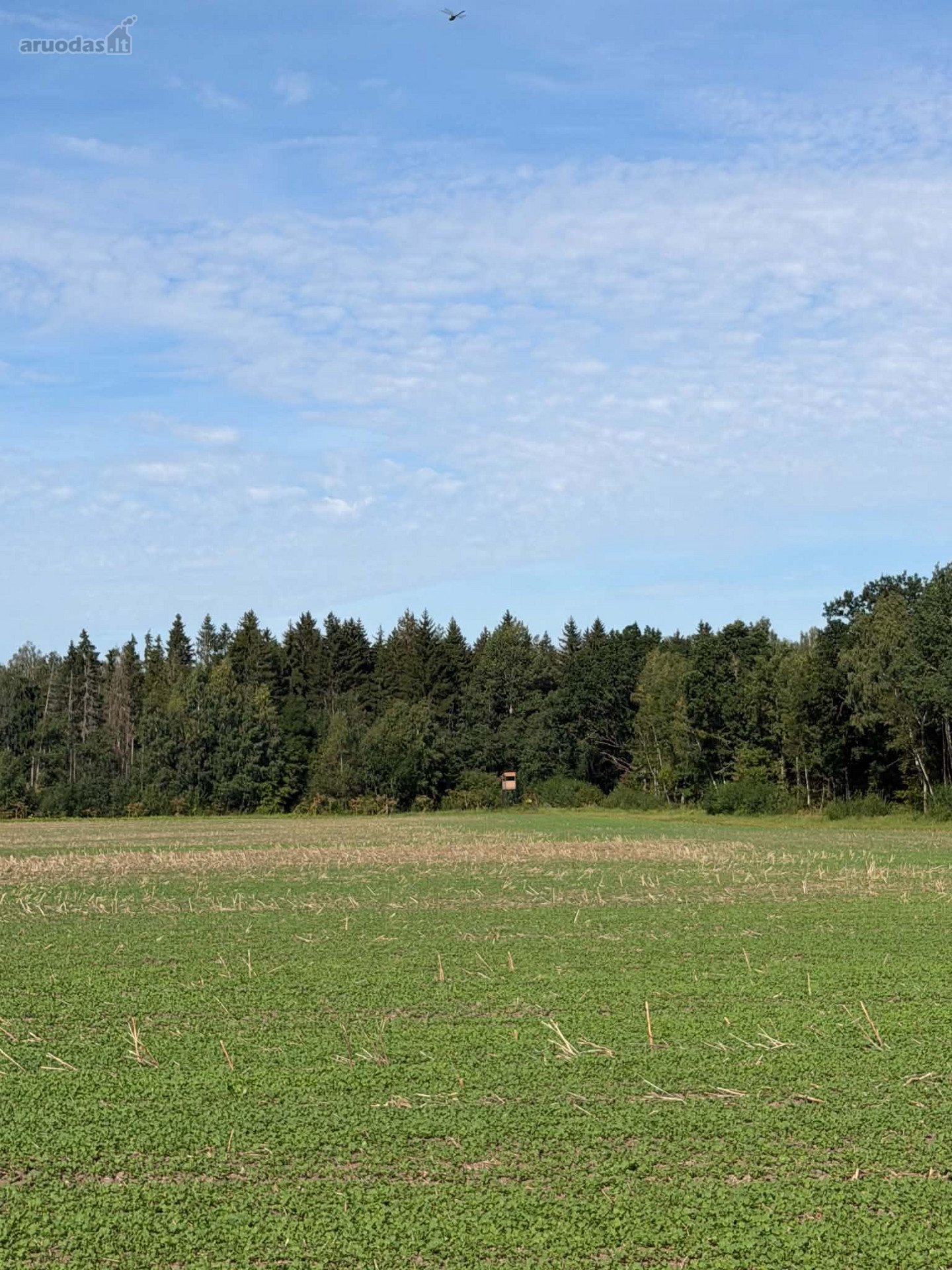 Miskas nebuvo kirstas,vyrauja lapuociai