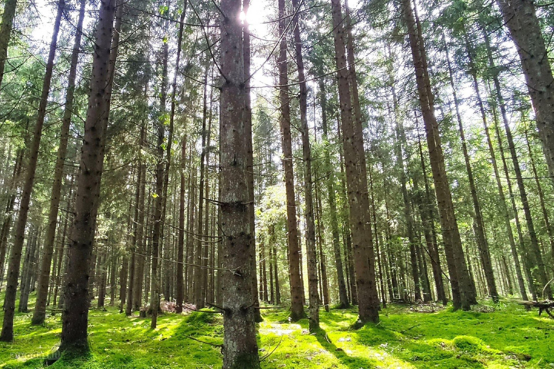 Parduodu Miška 6.58ha   plungės R., Žemaičių