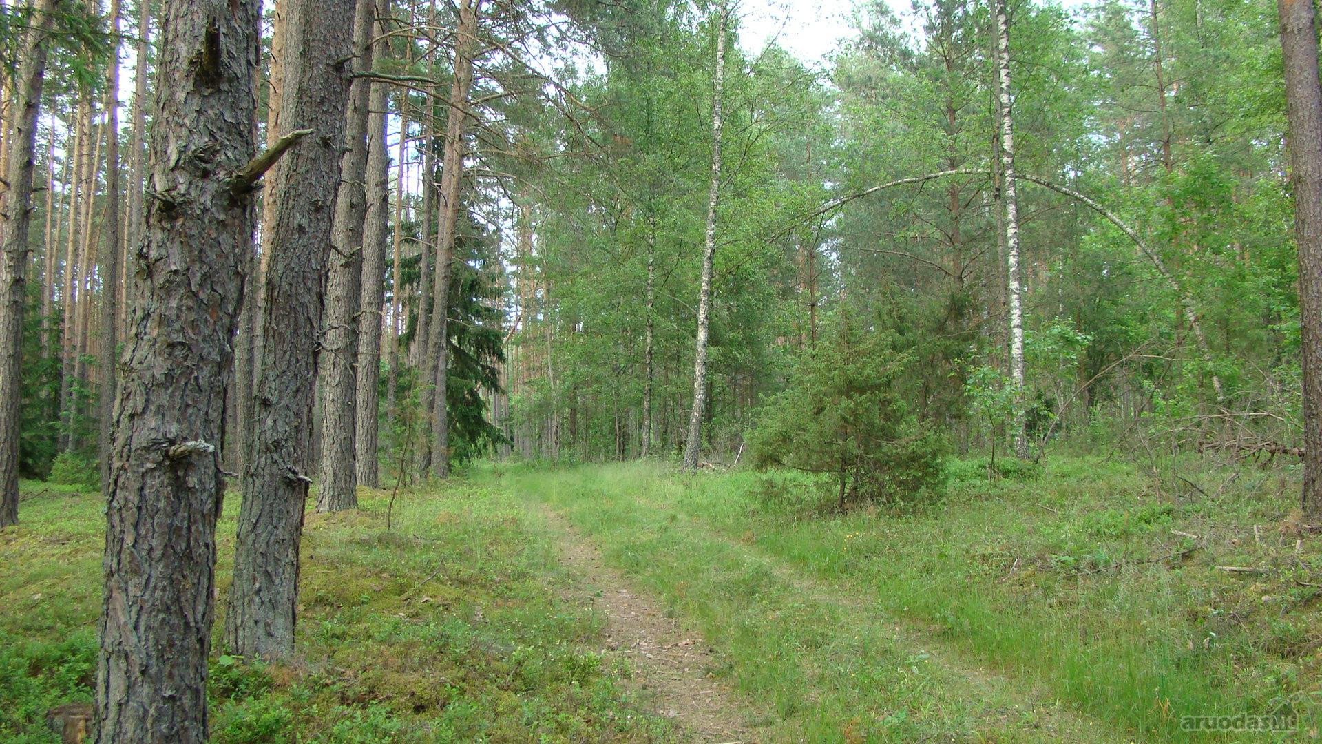 Parduodami 4 žemės ūkio paskirties sklypai