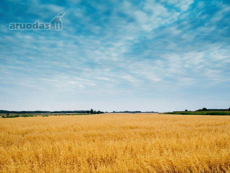 Parduodamas 15,18ha sklypas. Sudėtis: