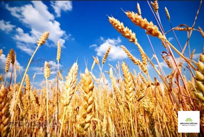 Parduodamas 5,07 ha žemės ūkio paskirties