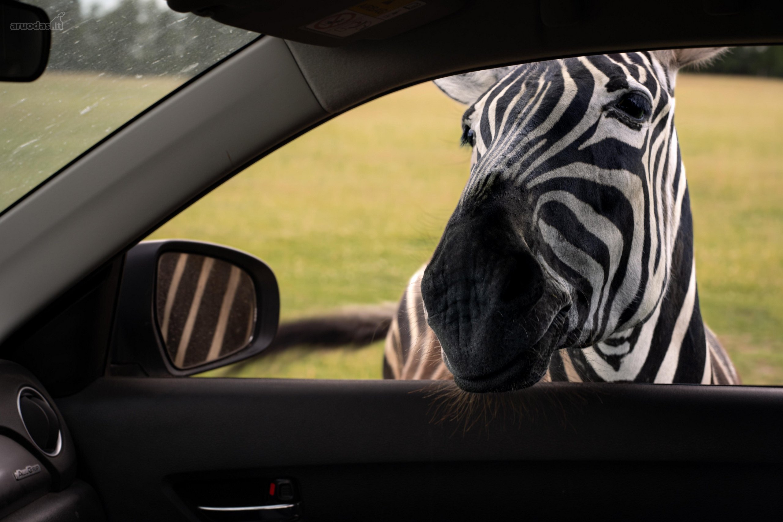 Parduodamas Privatus Safari Parkas Lietuvoje