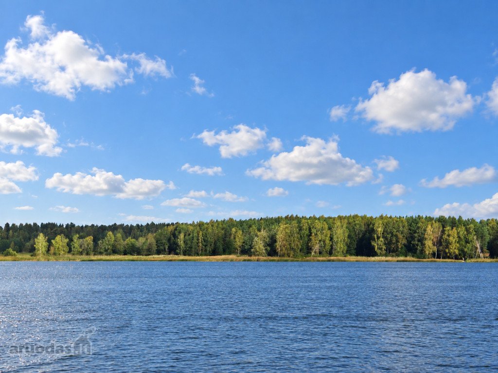 Ant Lazdininkų tvenkinio kranto, pušyno