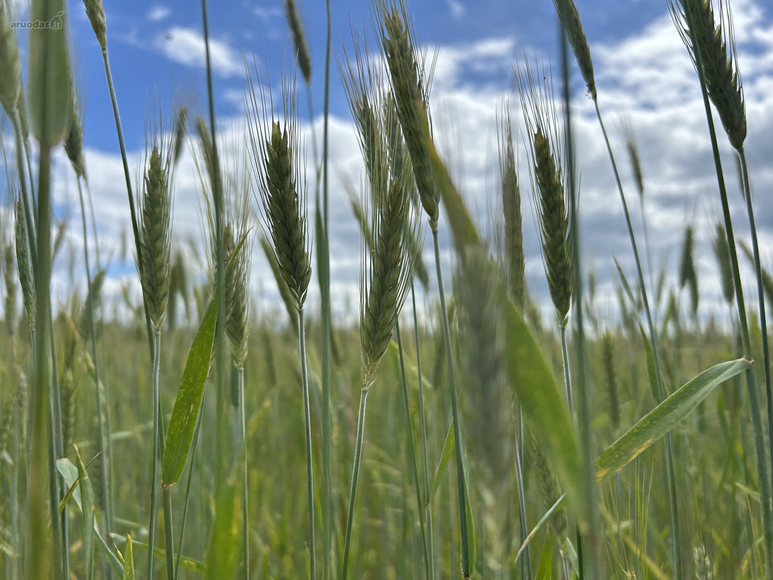 Parduodamas 2,6400 ha žemės ūkio paskirties