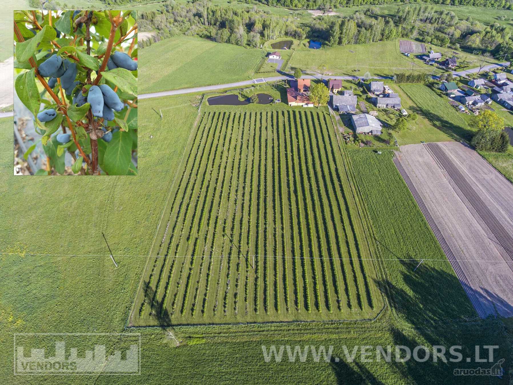 Parduodamas Veikiantis Sausmedžių Ūkis Su