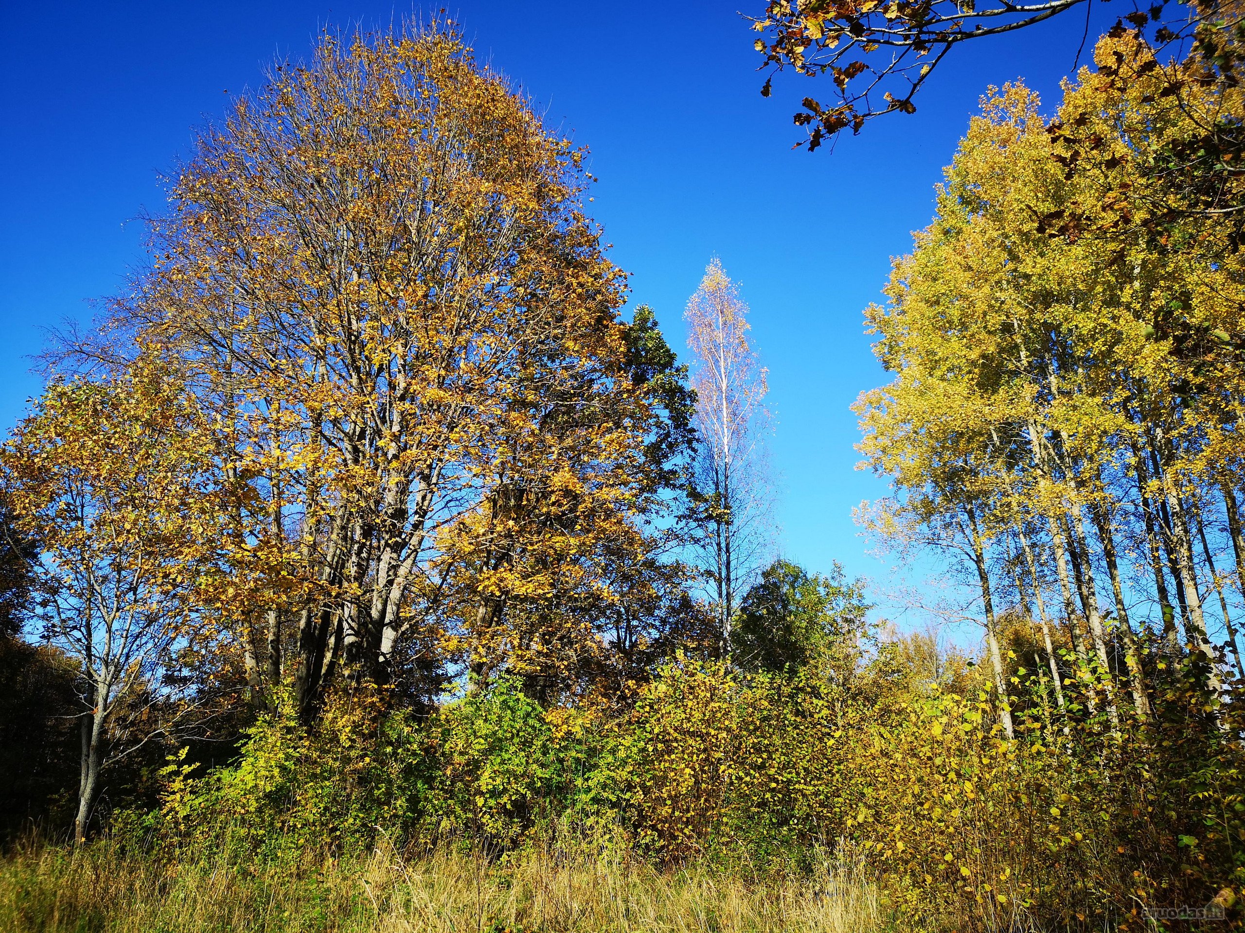 Molėtų r., Inturkės sen., Didžialaukio k.