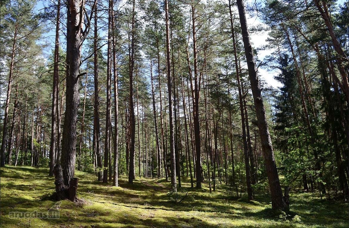 Parduodamas 63a sklypas išskirtinėje Molėtų