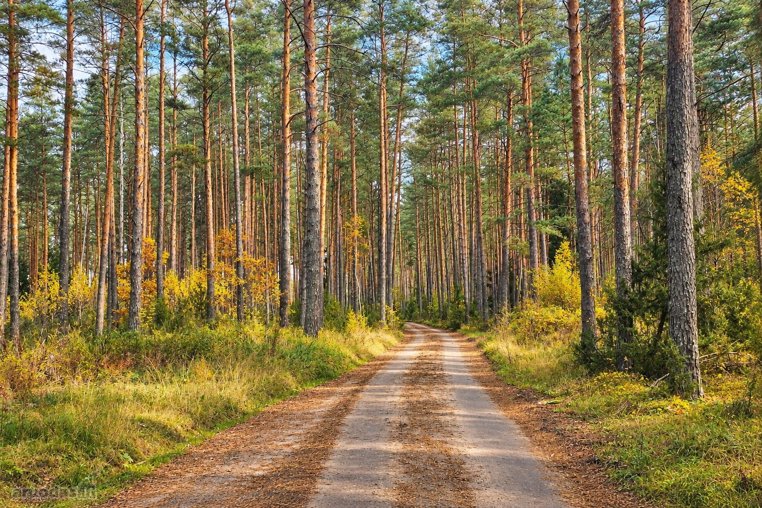 Parduodamas Žemės Sklypas Šalia Merkio Upės!