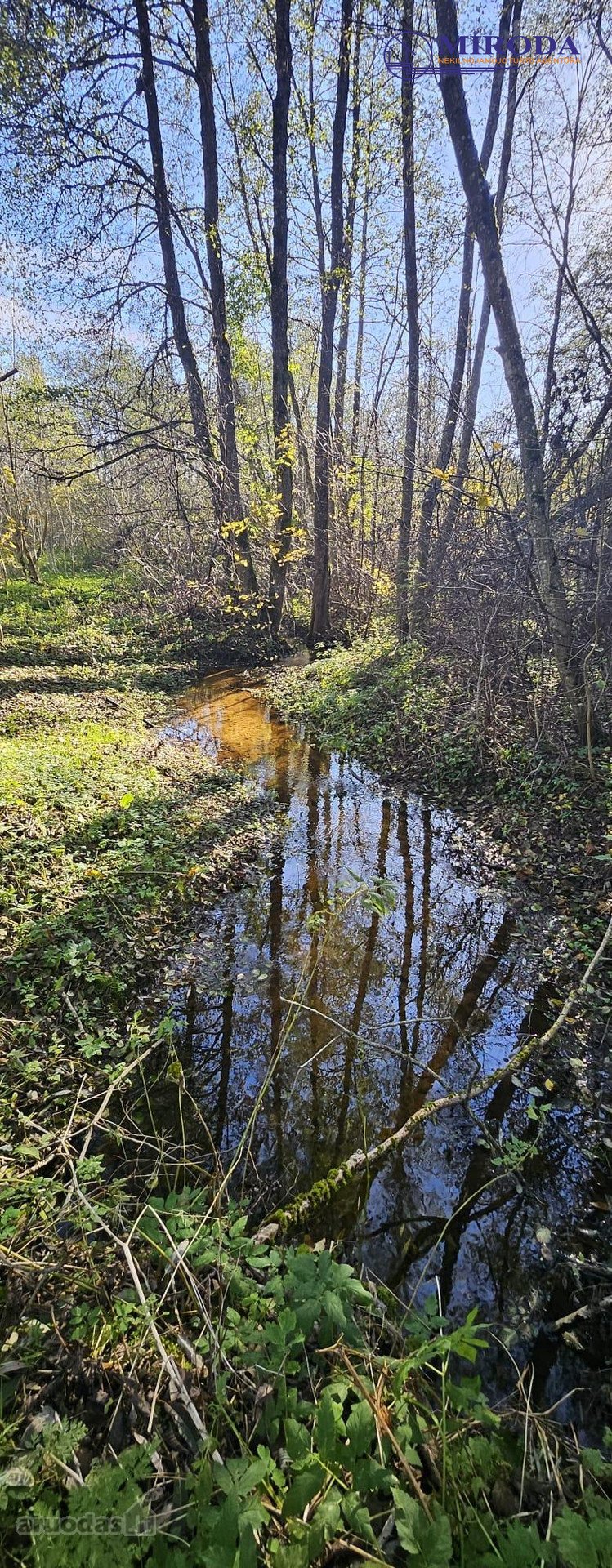 Upelis, miškas, asfaltas, šalia komunikacijos.