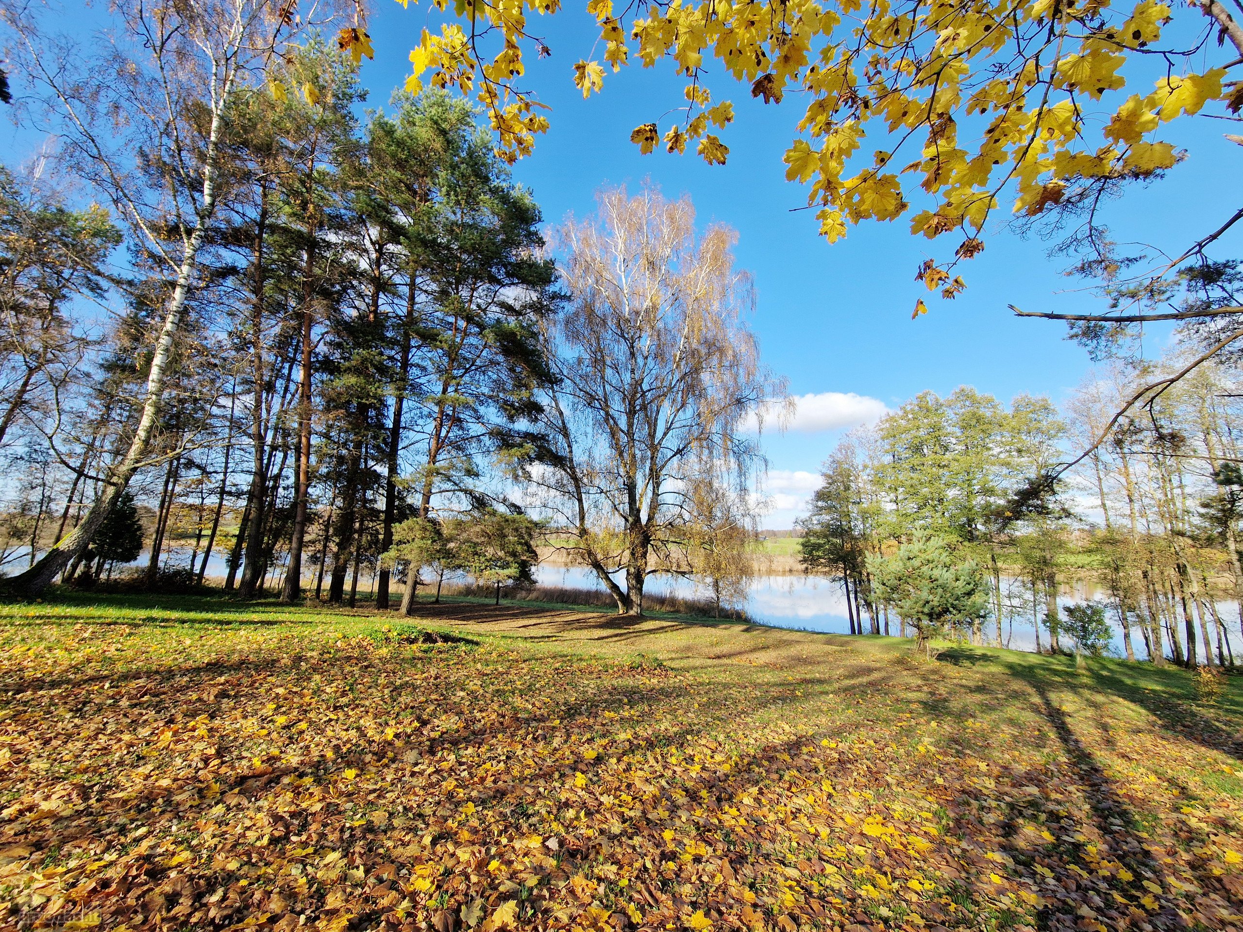 Parduodamas Išskirtinio Grožio Pušų Ir Beržų