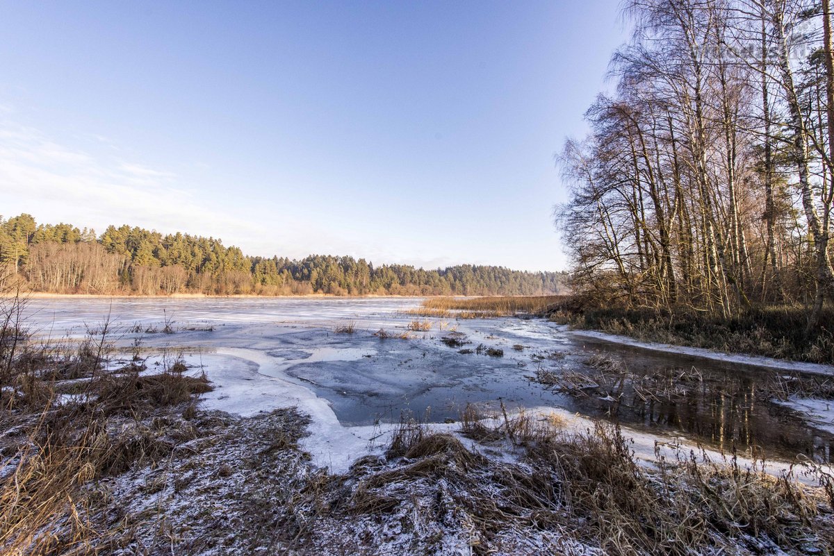 Parduodame 2,81ha ploto miškų ūkio paskirties - nuotraukos Nr. 3