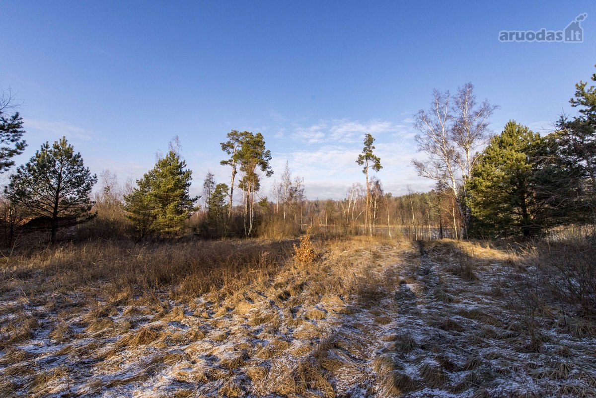 Parduodame 2,81ha ploto miškų ūkio paskirties - nuotraukos Nr. 5