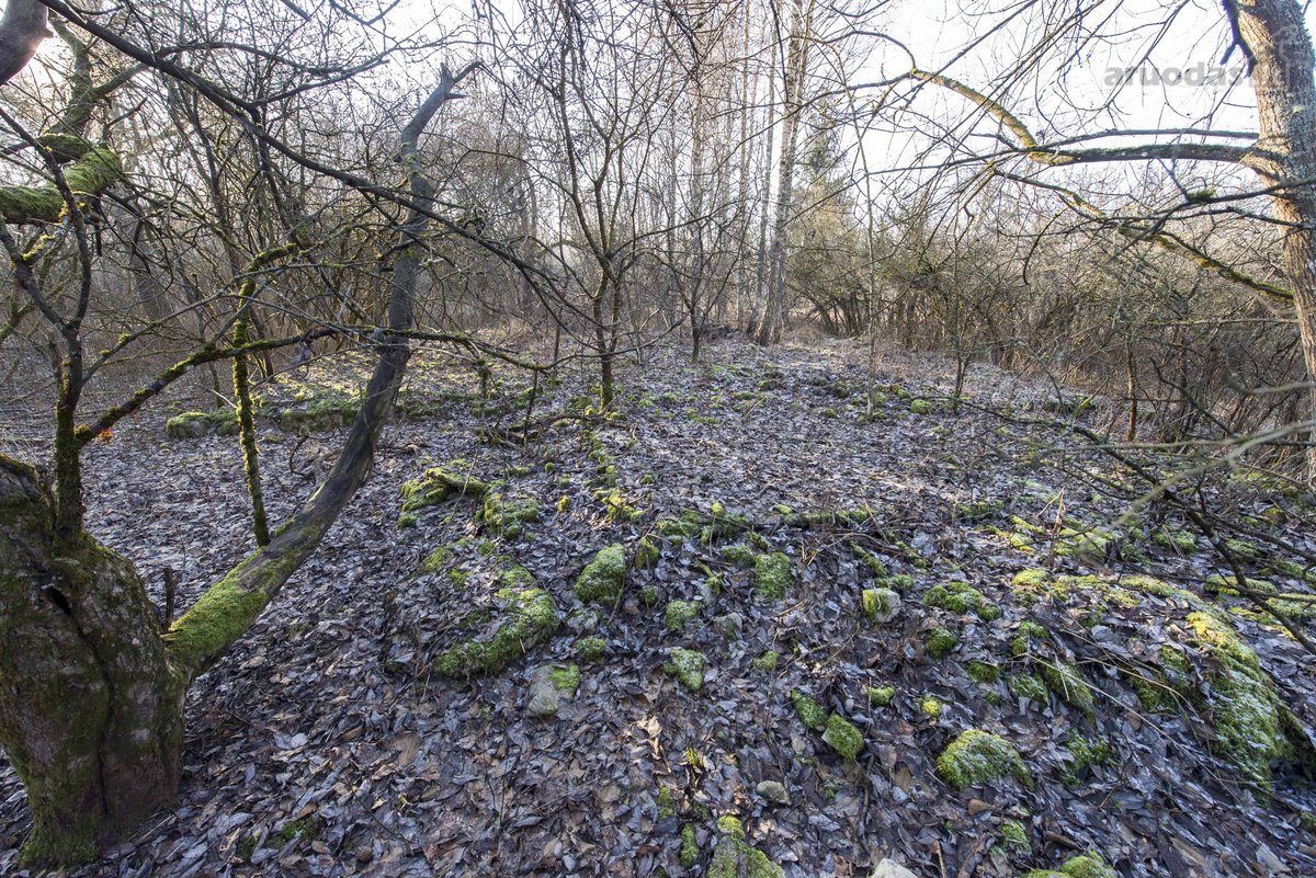 Parduodame 2,81ha ploto miškų ūkio paskirties - nuotraukos Nr. 6