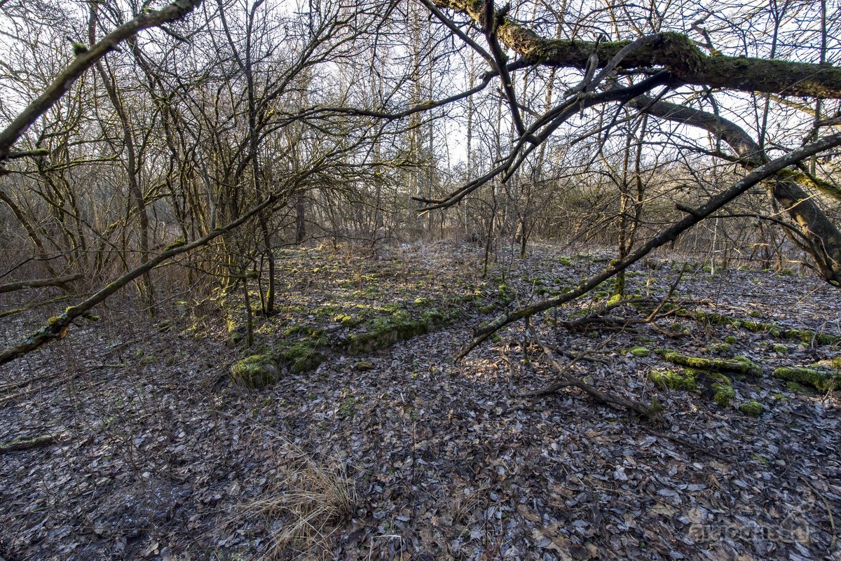 Parduodame 2,81ha ploto miškų ūkio paskirties - nuotraukos Nr. 7