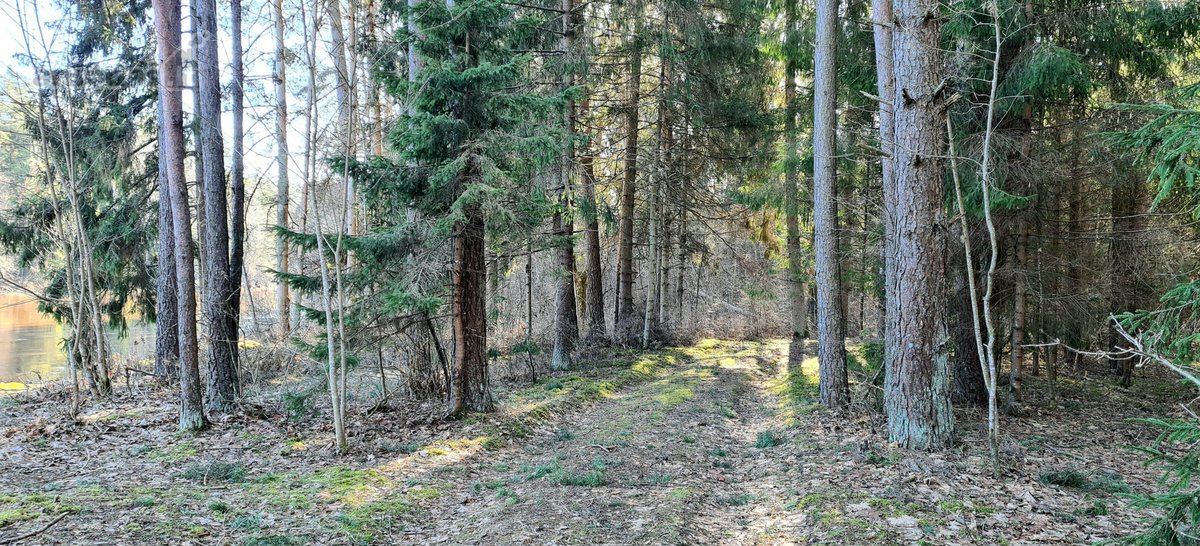 Išskirtinis sklypas Anykščių šilelyje - nuotraukos Nr. 12