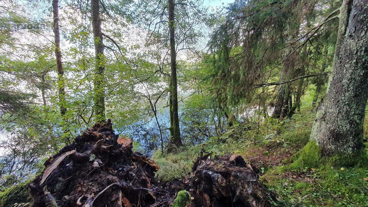 Miškų paskirties sklypas. Sklypas 2 hektarai. - nuotraukos Nr. 3