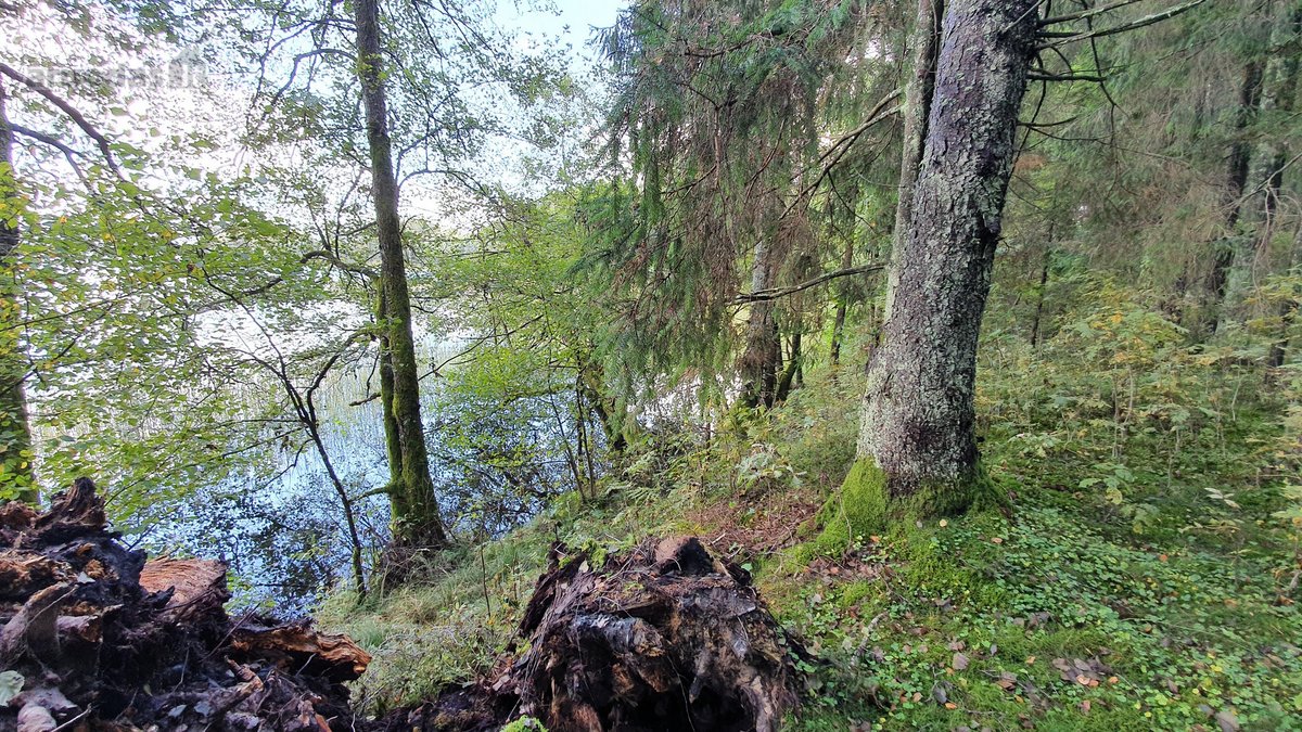 Miškų paskirties sklypas. Sklypas 2 hektarai. - nuotraukos Nr. 4