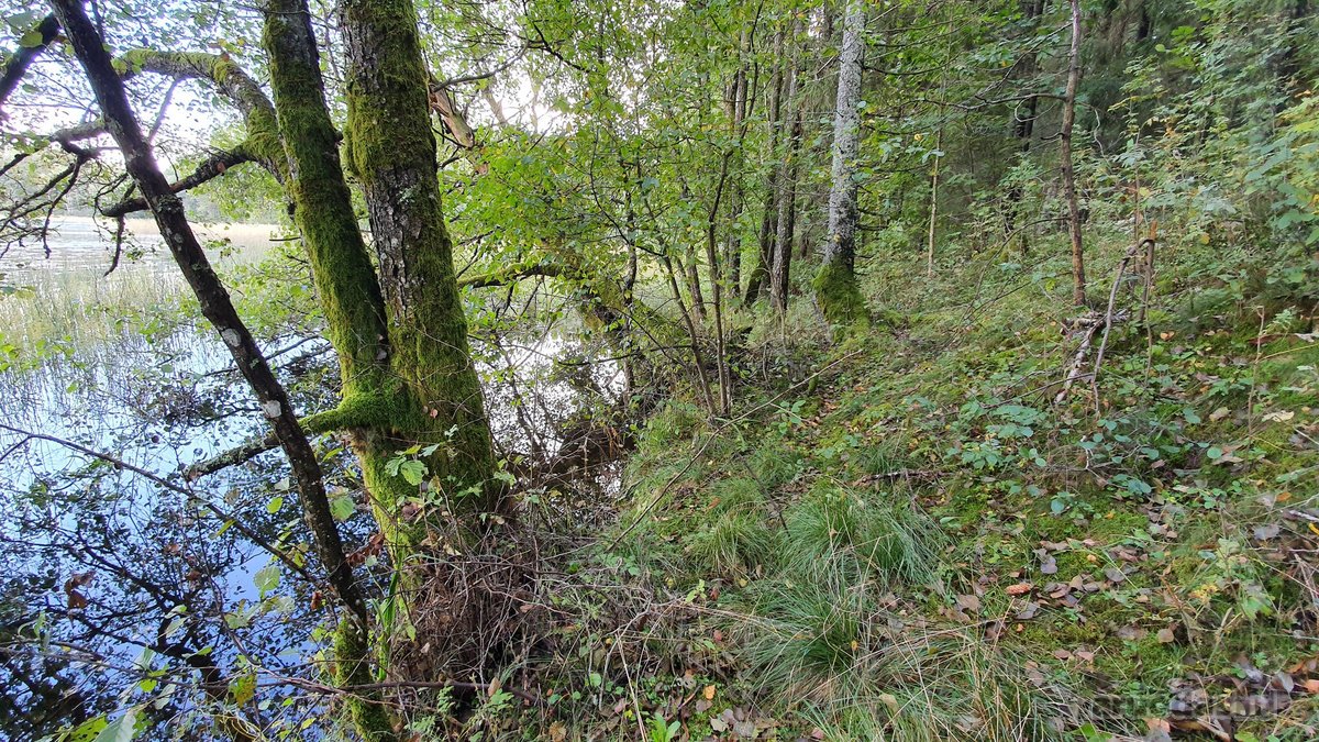 Miškų paskirties sklypas. Sklypas 2 hektarai. - nuotraukos Nr. 5