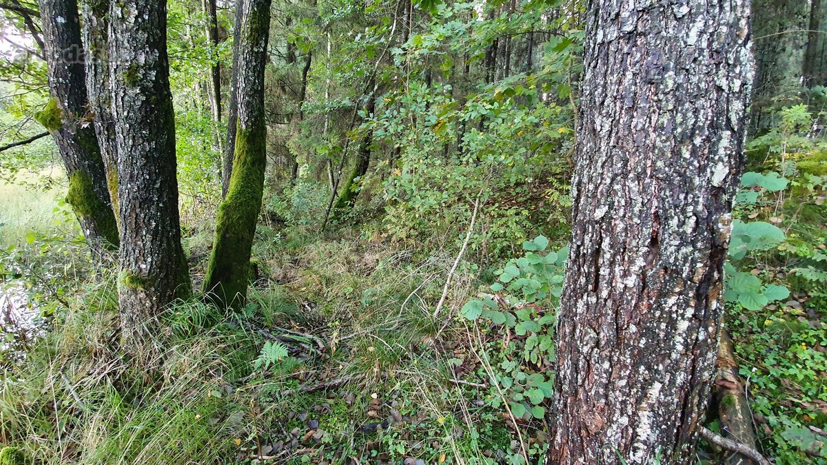 Miškų paskirties sklypas. Sklypas 2 hektarai. - nuotraukos Nr. 9