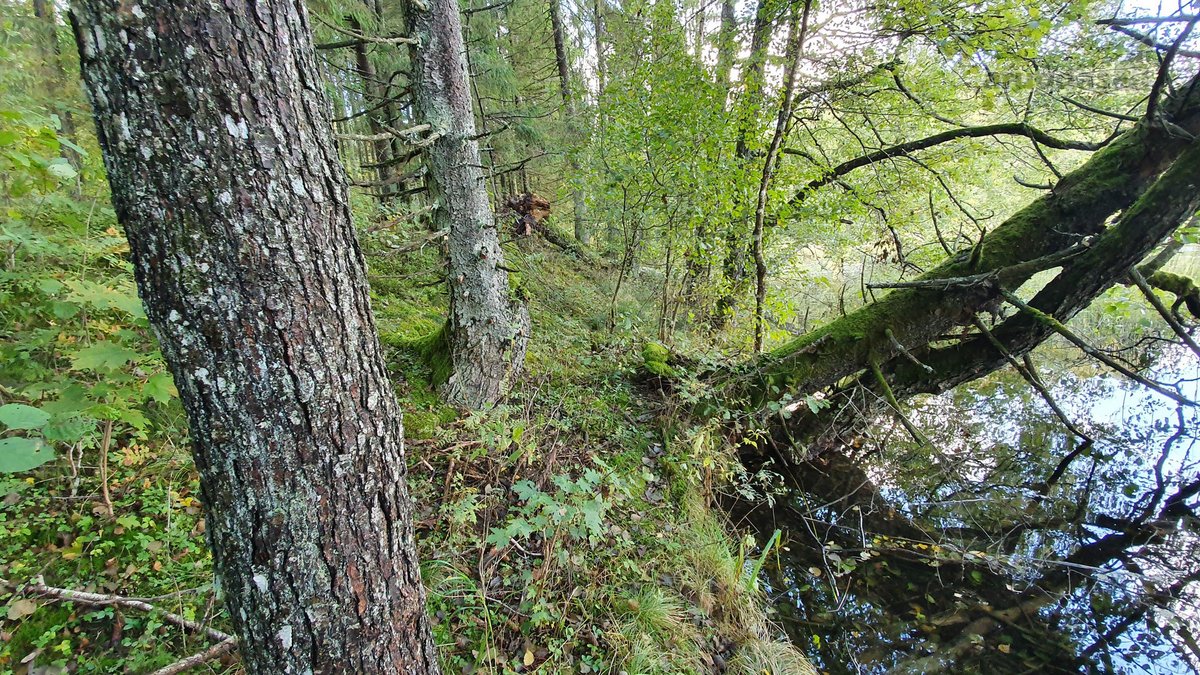 Miškų paskirties sklypas. Sklypas 2 hektarai. - nuotraukos Nr. 11