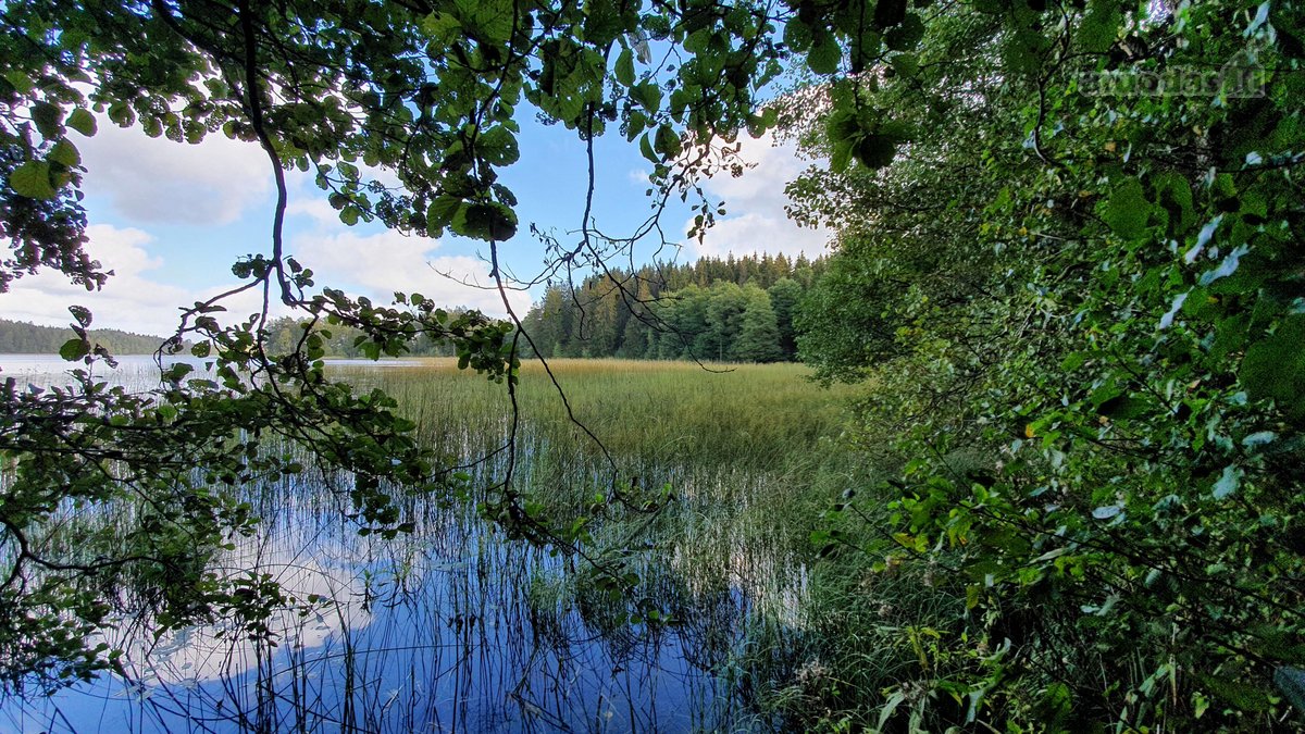 Miškų paskirties sklypas. Sklypas 2 hektarai. - nuotraukos Nr. 13