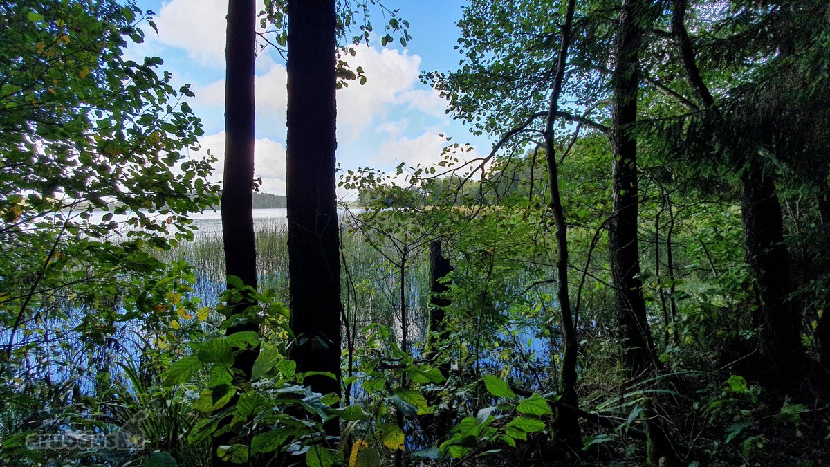 Miškų paskirties sklypas. Sklypas 2 hektarai. - nuotraukos Nr. 14
