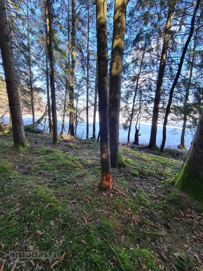 Miškų paskirties sklypas. Sklypas 2 hektarai. - nuotraukos Nr. 17