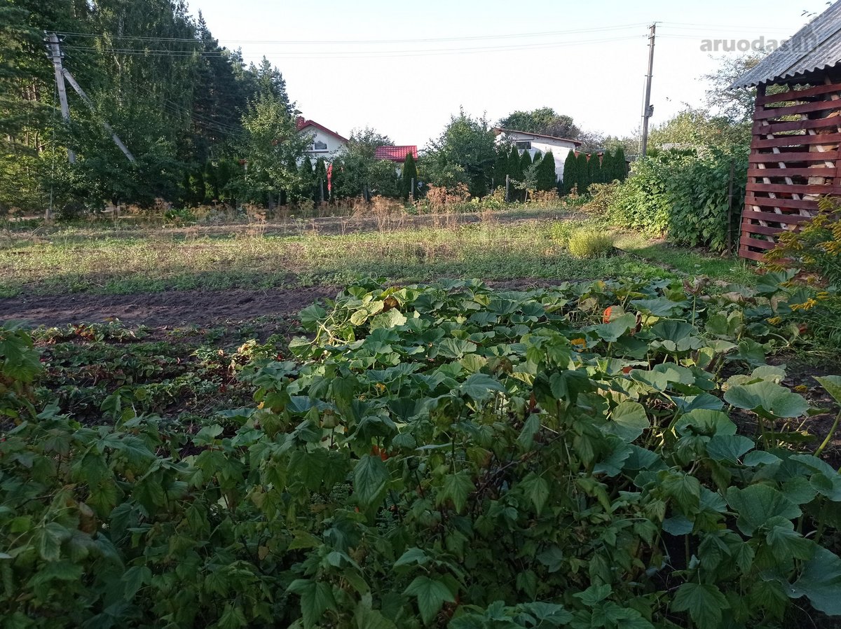 Jaukus sodo namas gamtos apsuptyje – vieta - nuotraukos Nr. 9