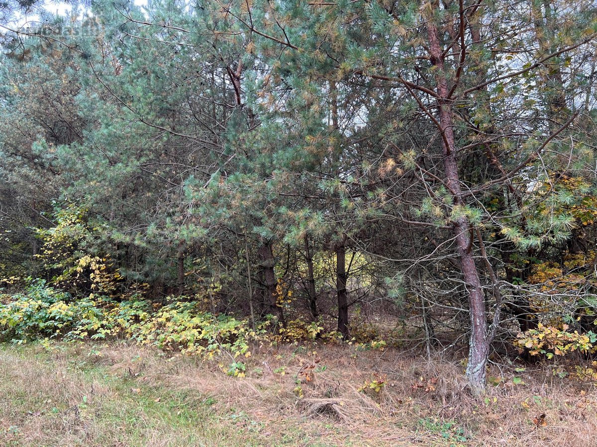 Parduodamas žemės sklypas su apleistais - nuotraukos Nr. 4