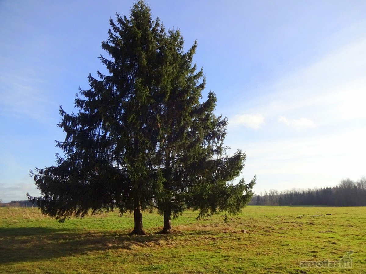 Parduodamas 2,66ha žemės ūkio paskirties - nuotraukos Nr. 9
