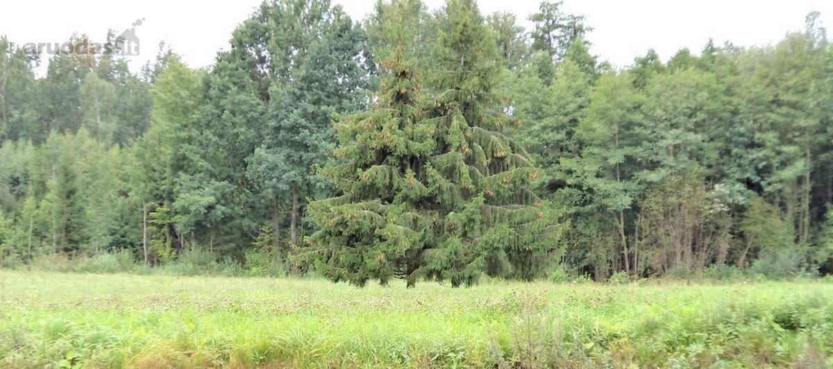 Parduodamas 2,66ha žemės ūkio paskirties - nuotraukos Nr. 16