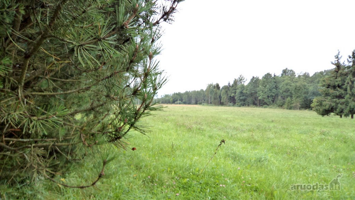 Parduodamas 2,66ha žemės ūkio paskirties - nuotraukos Nr. 17