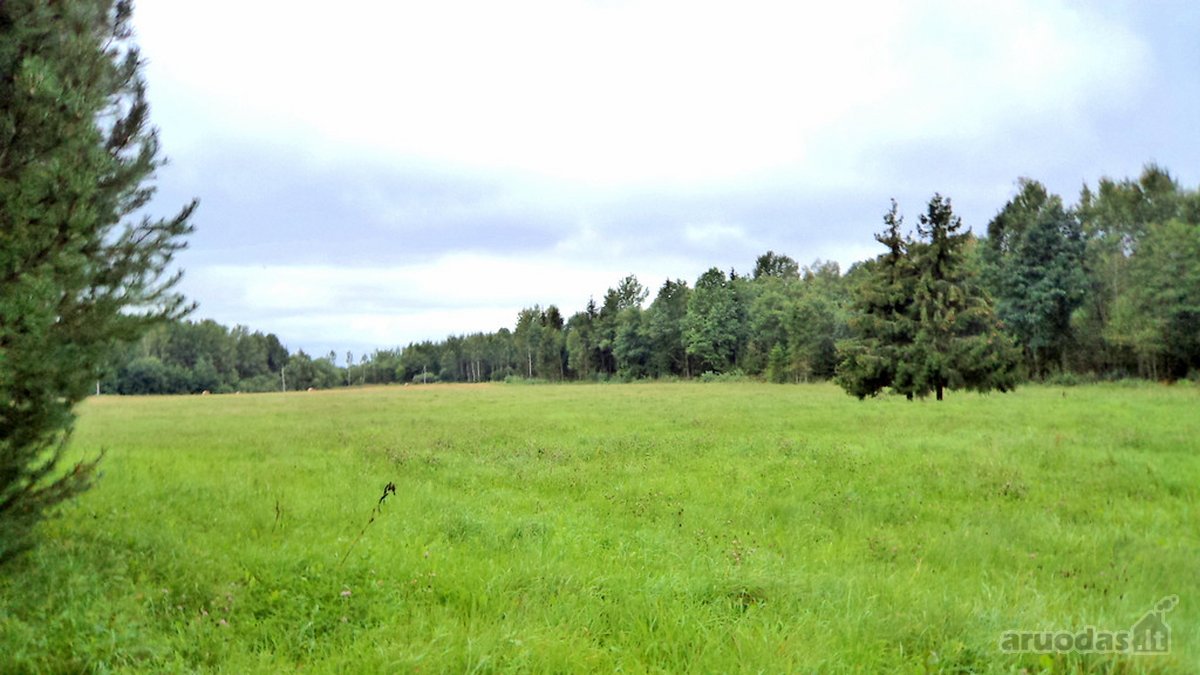 Parduodamas 2,66ha žemės ūkio paskirties - nuotraukos Nr. 14
