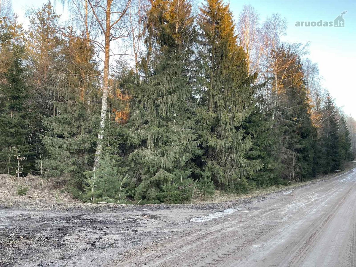 Parduodamas miškas, Kelmės raj., Šaukėnų sen. - nuotraukos Nr. 3