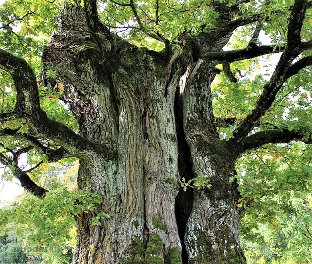 Parduodamas 7,10 Ha Žemės Sklypas Ignalinos - nuotraukos Nr. 28