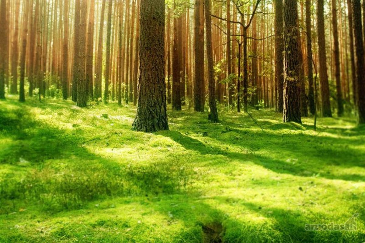 Parduodamas 7,10 Ha Žemės Sklypas Ignalinos - nuotraukos Nr. 29