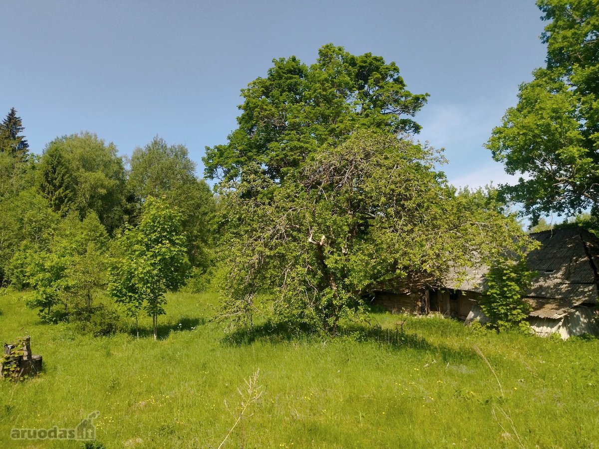 Švenčionių raj., Beržinkų vs. 6, nuosavame - nuotraukos Nr. 12
