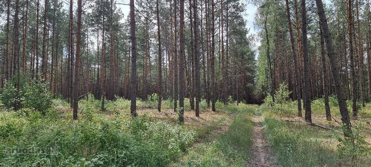 Parduodami žemės ūkio paskirties sklypai - nuotraukos Nr. 15