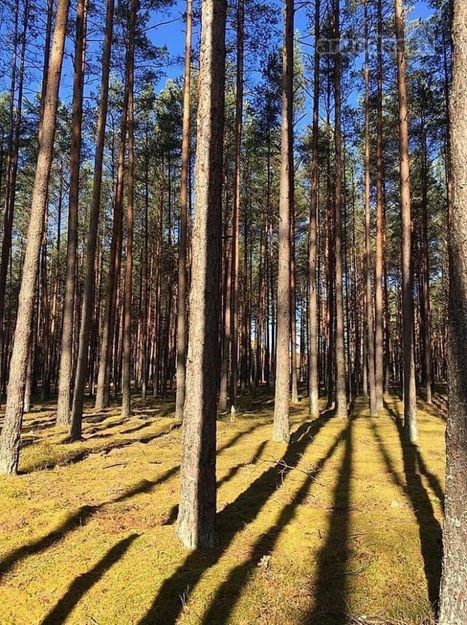 Nuo Rugsėjo Iki Birželio Nuomuojamas Naujos - nuotraukos Nr. 12