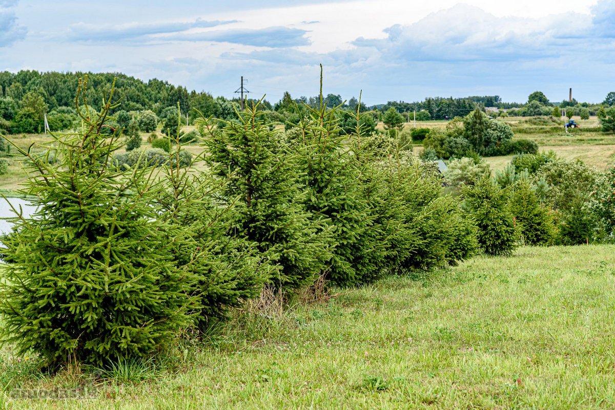 Kai Namai Turi Horizontą – 5 Sklypai Prie - nuotraukos Nr. 20