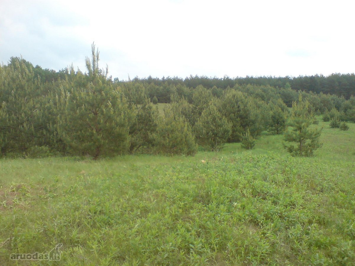 Parduodami du sklypai šalia Druskininkų ir - nuotraukos Nr. 3