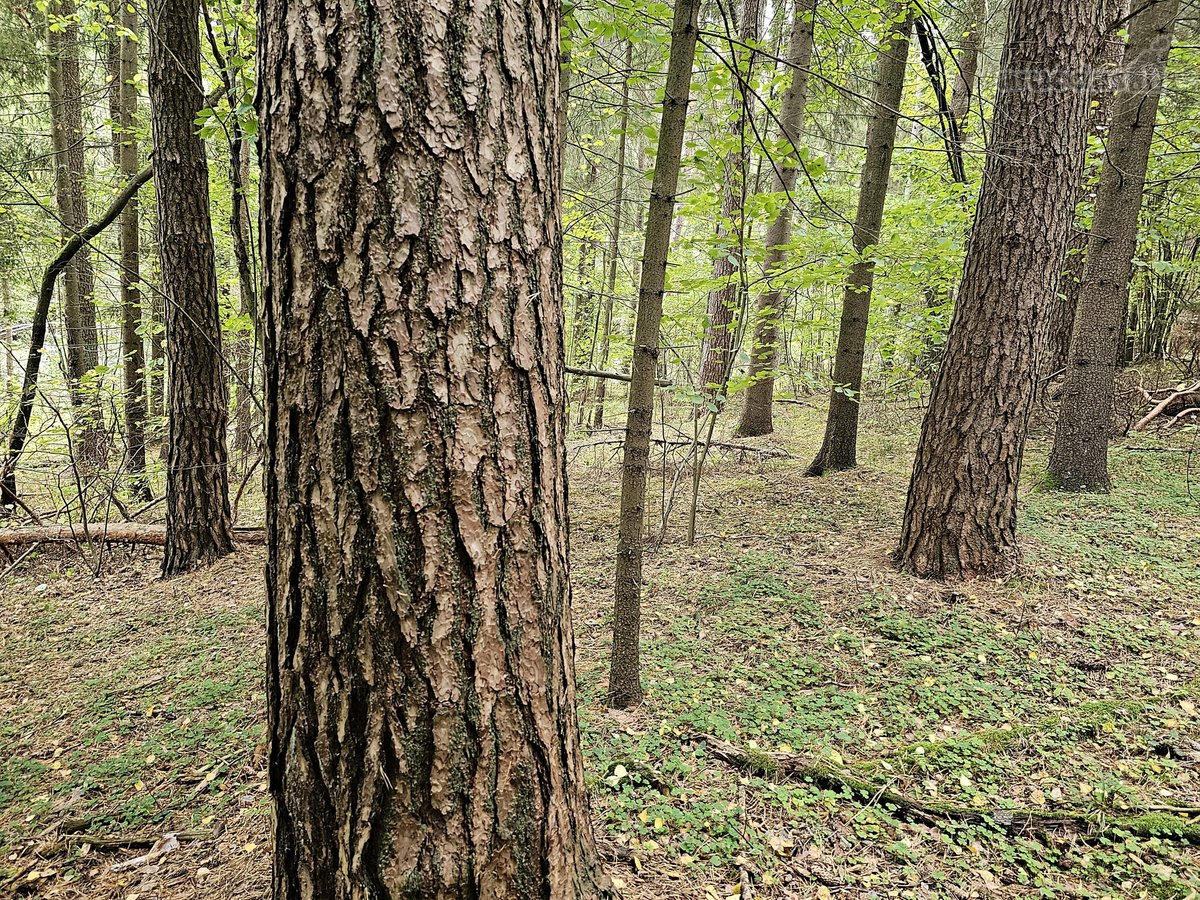 Parduodamas zemes sklypas ypatingoje vietoje. - nuotraukos Nr. 13