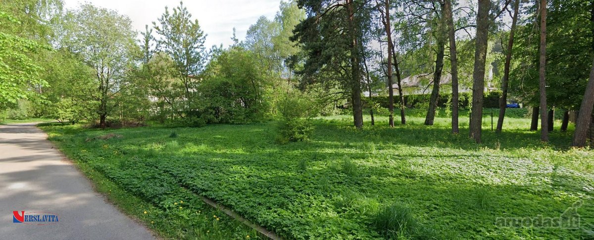Greta Lazdynėlių, Bukčiuose, Bukčių pušyno - nuotraukos Nr. 6